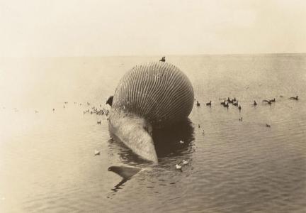 Beached whale carcass surrounded by sea birds.