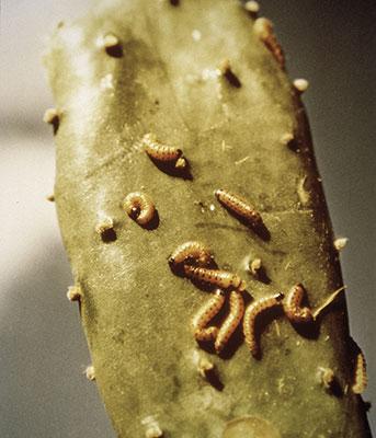 Cactoblastis eating a Prickly Pear leaf
