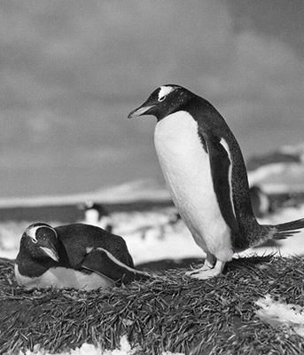 Gentoo penguin guards its nesting mate, 1948. NAA: A1200, L11912