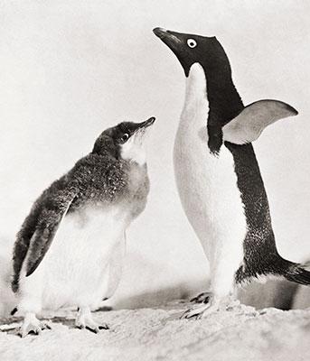 Penguin and chick