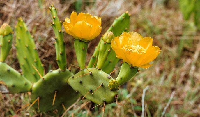 Yellow flowering Prickly Pear cactus